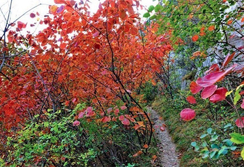 轿顶山红叶风景区第 3 张图片