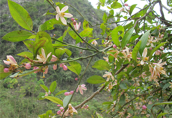 河池珍珠岩风景区第 12 张图片
