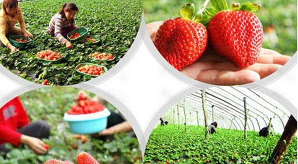 佳世康绿色现代农业观光园