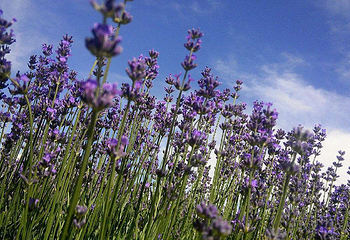 伊帕尔汗薰衣草观光园第 10 张图片