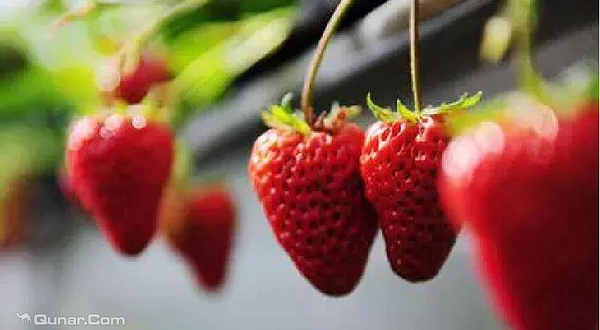 傅家边绿岛草莓农家乐