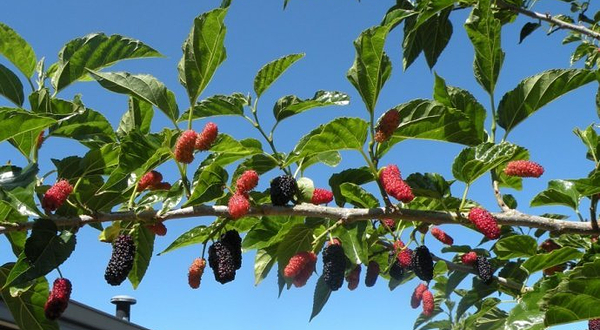 牟平老段桑葚采摘园