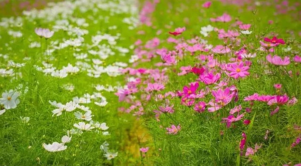 清远国际花博园