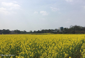 茶亭花海第 4 张图片