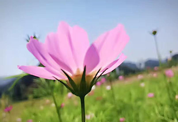 大围山香薰花海第 2 张图片