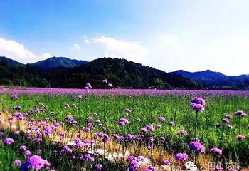 大围山香薰花海第 4 张图片