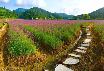 大围山香薰花海第 1 张图片