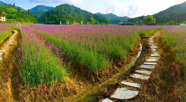 大围山香薰花海