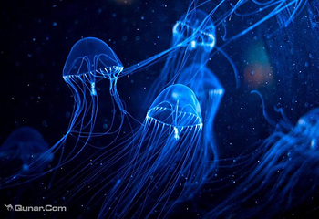 海上世界梦幻水母馆第 1 张图片