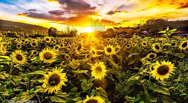 水畔花田稻草人艺术节