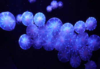 青岛水族馆第 11 张图片