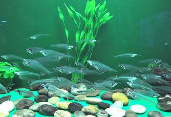 淡水生物馆第 1 张图片