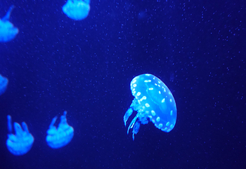 青岛水族馆第 13 张图片
