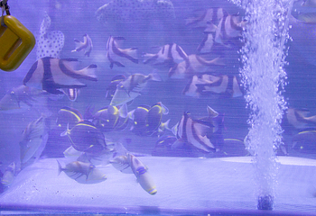 宜宾海昌海洋探索馆第 41 张图片