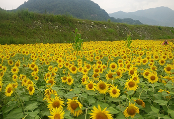 彭州通济花海露营公园第 4 张图片