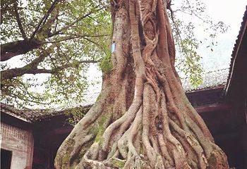 郪江古镇第 3 张图片