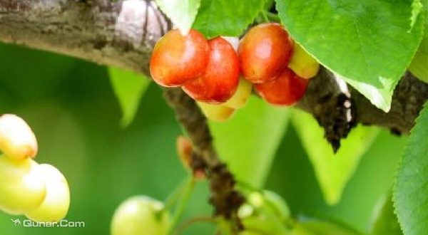 茂陵大樱桃生态博览园