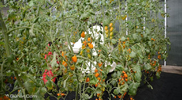 金丰现代农业园