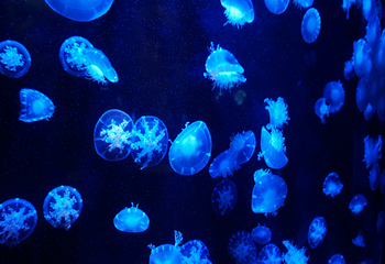青岛水族馆第 12 张图片