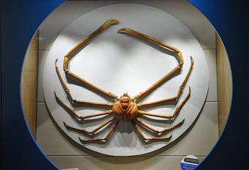 青岛水族馆-海洋生物馆第 5 张图片