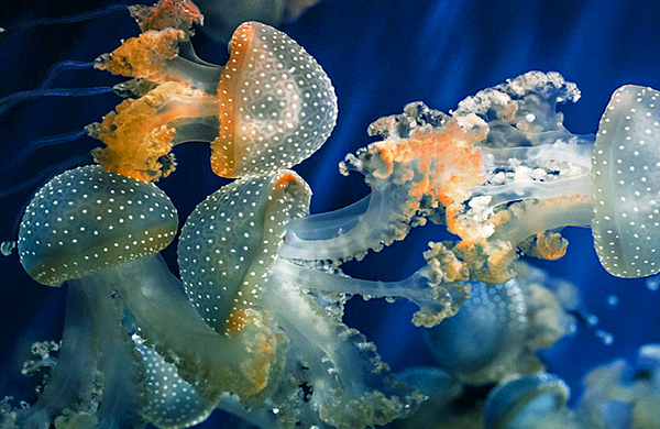 观音山梦幻水母主题花园