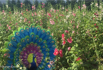 丽江花海第 3 张图片