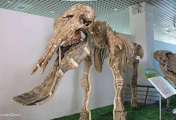 和政古生物化石文旅旅游区·古动物化石博物馆第 6 张图片