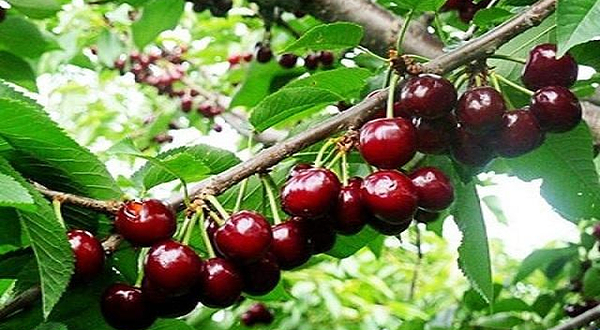 旅顺鹏邦樱桃园