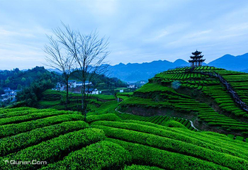 伍家台贡茶文化旅游区第 3 张图片
