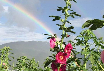 丽江花海第 4 张图片