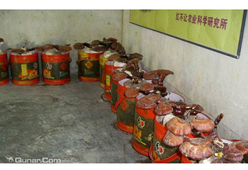 红不让食用菌展览馆第 2 张图片