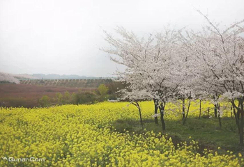 贵阳红枫大冲村樱花园第 2 张图片