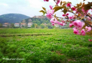香草花田第 5 张图片