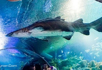 吉隆坡城中城水族馆第 3 张图片