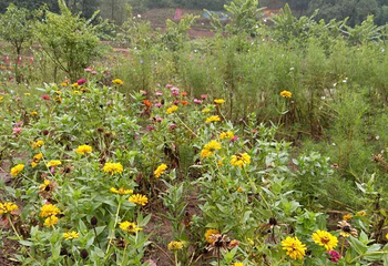 花花世界第 11 张图片