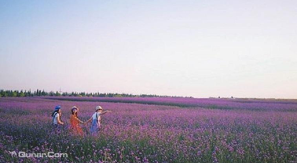 爱上草原露营地