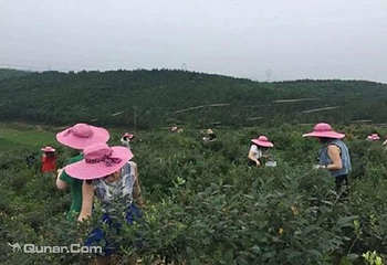 林桥蓝莓园第 3 张图片