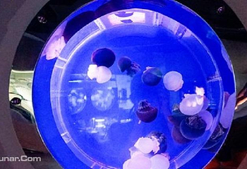吉隆坡城中城水族馆第 6 张图片
