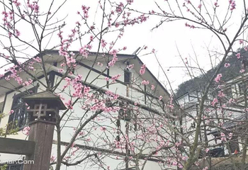 贵阳红枫大冲村樱花园第 3 张图片