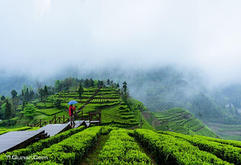 伍家台贡茶文化旅游区第 5 张图片