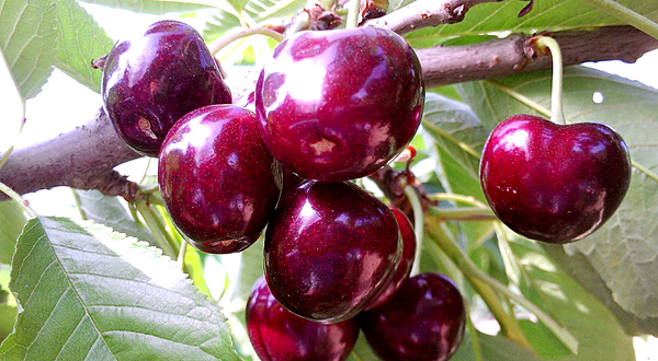 烟台海阳蓝波湾樱桃庄园