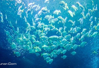 吉隆坡城中城水族馆第 2 张图片