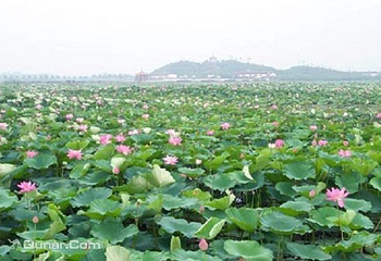 巴音郭楞莲花湖第 2 张图片