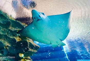吉隆坡城中城水族馆第 5 张图片