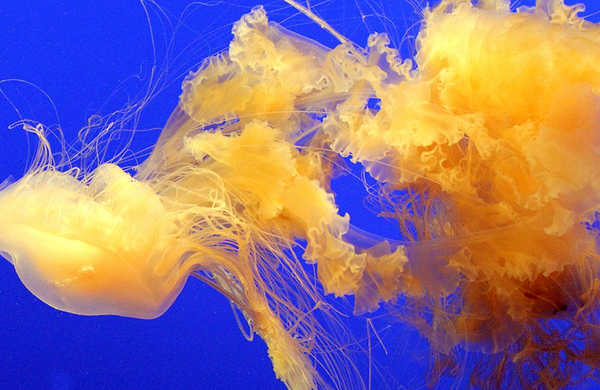 观音山梦幻水母主题花园