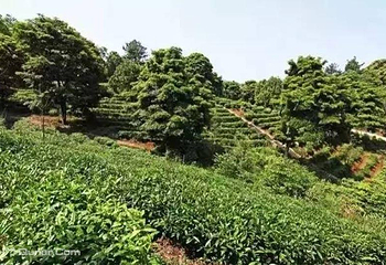 五指山第 6 张图片