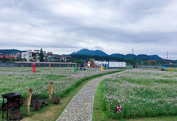 临安天目花海第 4 张图片