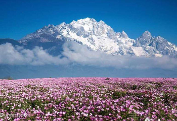 丽江花海第 5 张图片