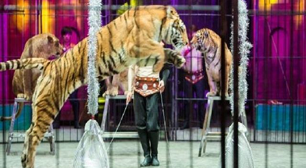 五国欢乐大马戏