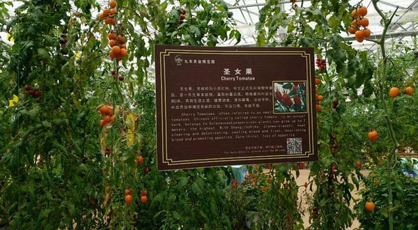 九丰科技生态园